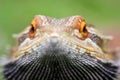 Bearded dragon lizard behind the grass Royalty Free Stock Photo