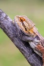Bearded dragon lizard behind the grass Royalty Free Stock Photo