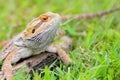 Bearded dragon lizard behind the grass Royalty Free Stock Photo