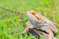 Bearded dragon lizard behind the grass Royalty Free Stock Photo