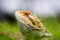 Bearded dragon lizard behind the grass Royalty Free Stock Photo