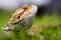 Bearded dragon lizard behind the grass Royalty Free Stock Photo