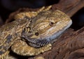 Bearded Dragon Lizard.