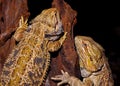 Bearded Dragon Lizard.