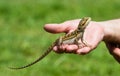 Bearded dragon lizard Royalty Free Stock Photo