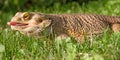 Bearded Dragon Royalty Free Stock Photo