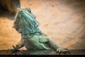 Bearded Dragon lizard Royalty Free Stock Photo