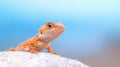 A Bearded Dragon Lizard on Rock Royalty Free Stock Photo