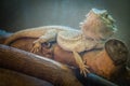 Bearded Dragon lizard Royalty Free Stock Photo