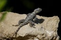 Bearded Dragon lizard sunbathing on rock in Turkey Royalty Free Stock Photo
