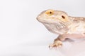 bearded dragon lizard on a white background Royalty Free Stock Photo