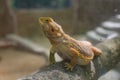 Bearded Dragon lizards being kept in an enclosure