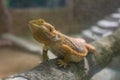 Bearded Dragon lizards being kept in an enclosure