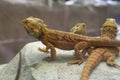 Bearded Dragon lizards being kept in an enclosure