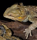 Bearded Dragon Lizzard.