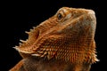 Bearded Dragon Llizard Isolated on Black Background