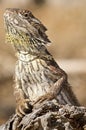 Bearded dragon on log Royalty Free Stock Photo