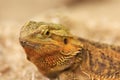 Bearded dragon looking in the camera with vigilance. Royalty Free Stock Photo