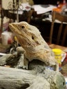 Bearded dragon making her freshly shedded debut Royalty Free Stock Photo
