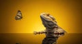 Bearded Dragon Observing a Butterfly on a Yellow Background Studio Shot Royalty Free Stock Photo
