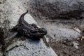 Bearded dragon patrols around it\'s compound. Auckalnd Zoo Auckland New Zealand