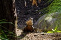 Bearded dragon patrols around it\'s compound. Auckalnd Zoo Auckland New Zealand