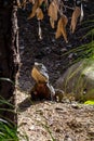 Bearded dragon patrols around it\'s compound. Auckalnd Zoo Auckland New Zealand