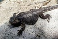 Bearded dragon patrols around it\'s compound. Auckalnd Zoo Auckland New Zealand