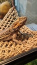 Bearded dragon pet lizard in glass tank enclosure with UV lighting Royalty Free Stock Photo