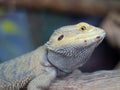 Bearded Dragon (Pogona) Royalty Free Stock Photo