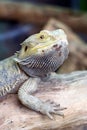 Bearded Dragon (Pogona)