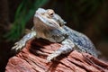 Bearded dragon (Pogona)