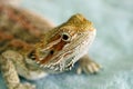 Bearded Dragon