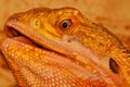 Bearded Dragon