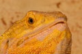 Bearded Dragon