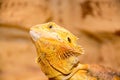 Bearded dragon