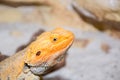 Bearded dragon