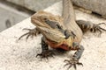 Bearded dragon (pogona vitticeps)