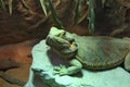 Bearded Dragon Pogona vitticeps