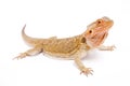 Bearded dragon, Pogona vitticeps