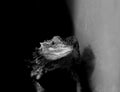 Bearded Dragon Black and White Portrait