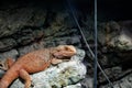 Bearded Dragon at Reptiland expo in Bucharest Royalty Free Stock Photo