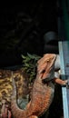 Bearded Dragon at Reptiland expo in Bucharest Royalty Free Stock Photo