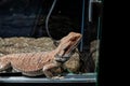 Bearded Dragon at Reptiland expo in Bucharest Royalty Free Stock Photo