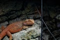 Bearded Dragon at Reptiland expo in Bucharest Royalty Free Stock Photo