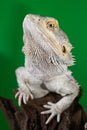 Bearded dragon reptile lizard on a branch on green blurred background Royalty Free Stock Photo