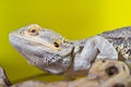 Bearded dragon reptile lizard on a branch on yellow background