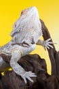 Bearded dragon reptile lizard on a branch on yellow background