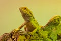 Bearded dragon with rifled head