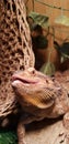 Bearded Dragon side view Royalty Free Stock Photo